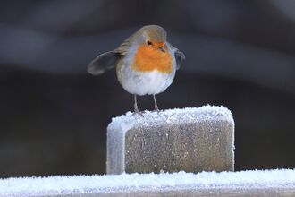 Tony Marsh - Little Robin Redbreast, Woolston park, Warrington