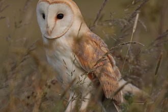 Barn owl