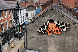 tiger moth street art