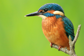 kingfisher