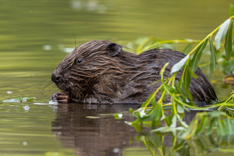 beaver