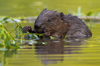 beaver