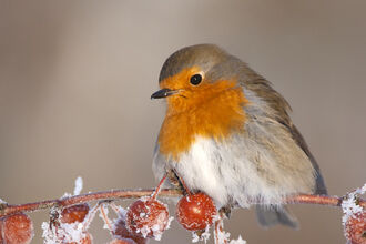 robin