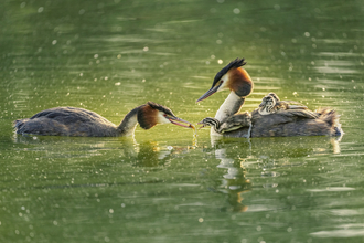 Great crested grebe - steve palmer winner