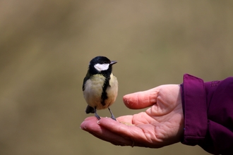 Great tit - David Hopley