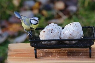 bird feeder