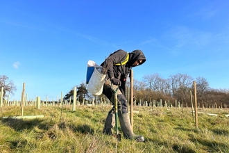 Dan tree planting