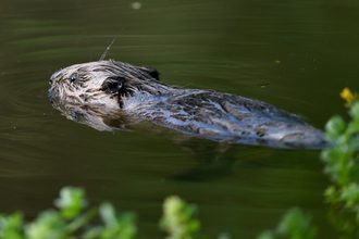 beaver kit