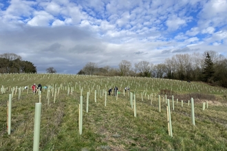 Tree planting