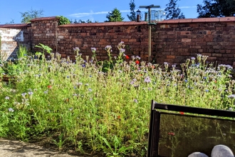 wildflowers
