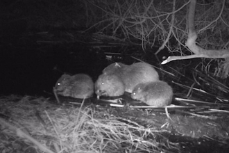 beaver cam kits