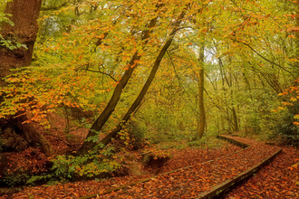 A woodland in autumn