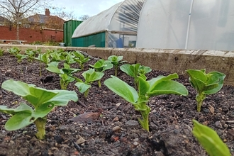 Reddish Hall School Allotment