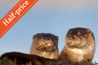 otters
