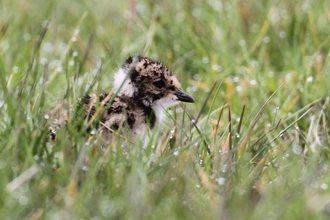 Lapwing chuck