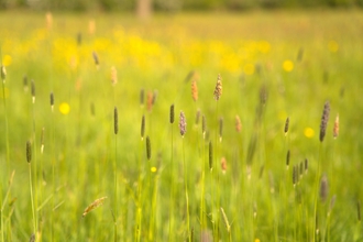 park farm grass