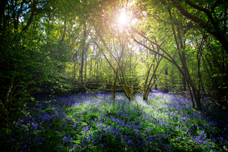 Bluebell woodland