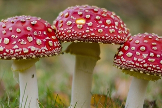 Fungi