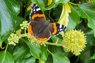 Red Admiral Butterfly on some ivy flowers