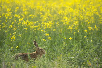Brown hare Lepus europaeus Portrait of an adult emerging out of a field of rapeseed. Hope Farm, Cambridgeshire