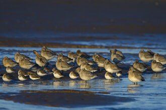 Bar-tailed Godwits and Dunlin roosting on a creek, the Wildlife Trusts