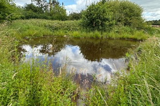 Pond in Cheshire
