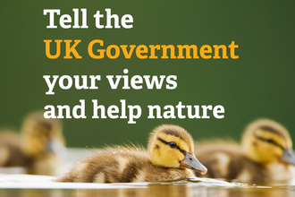 Mallard ducklings swimming with text above that reads 'tell the UK government your views and help nature