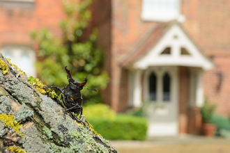Stag beetle on a tree in front of a house
