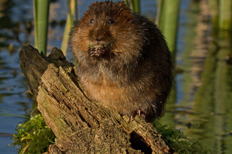 Beaver