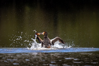 Great crested grebes