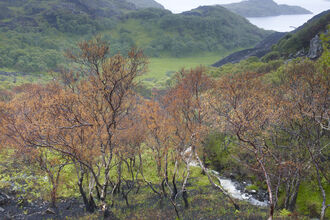 Fire-damaged landscape near Lochinver