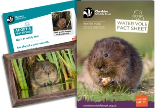 Water Vole Adoption Pack
