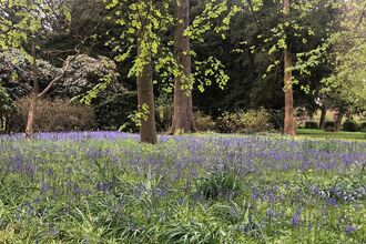 Bluebells in the Adlington Estate with trees in the background