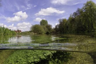Split level view of the River Itchen, with aquatic plants: Blunt-fruited Water-starwort (Callitriche obtusangula) Itchen Stoke Mill is visible on the left.