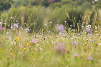 Wildflower meadow from ground level with woodland behind