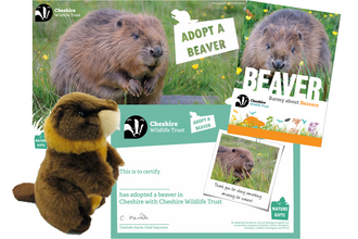 Beaver Adoption Pack
