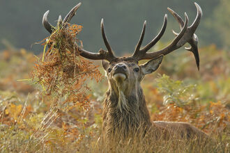 Stag
