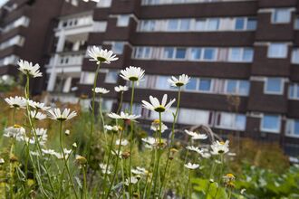Oxeye daisies standing tall in front of a block of flats