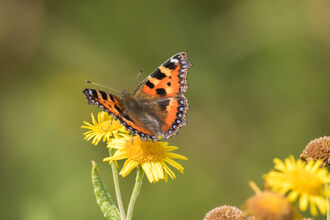 Tortoiseshell Butterfly feeding on a yellow flower, greenery blurred in background 