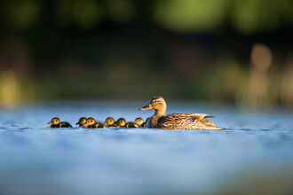 Mallard family