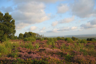 Image of Cleaver Heath.
