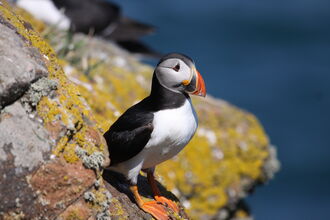 A puffin stood on a rocky outcrop on a cliff, looking out at the sea