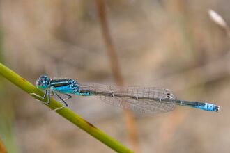 Blue Dragonfly perched on a blade of grass