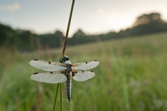 dragonfly