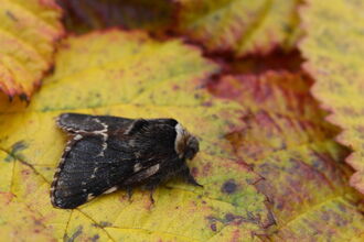 A dark brown December moth resting on a yellow autumn leaf with reddish edges. The moth has a furry body and patterned wings with pale markings