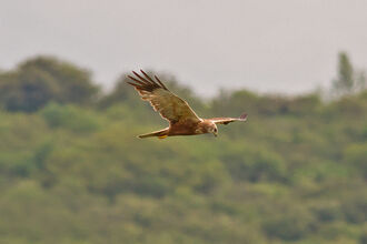 Marsh harrier