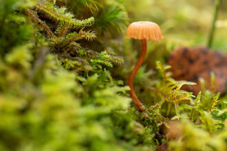 A pale orange mushroom, with a short cap draped across a slender, curving stalk, pokes up from a carpet of lush green mosses in a UK rainforest