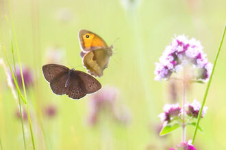 Pair of butterflies