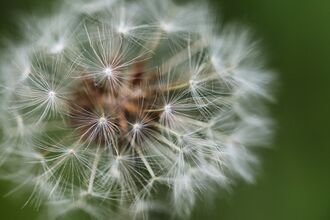 Close up of a dandelion clock