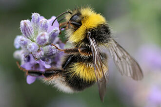 A white-tailed bumblebee on lavender